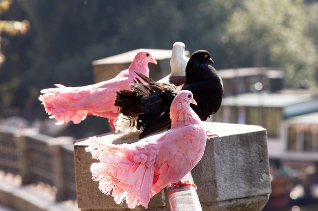 而埃弗顿在 而埃弗顿在
